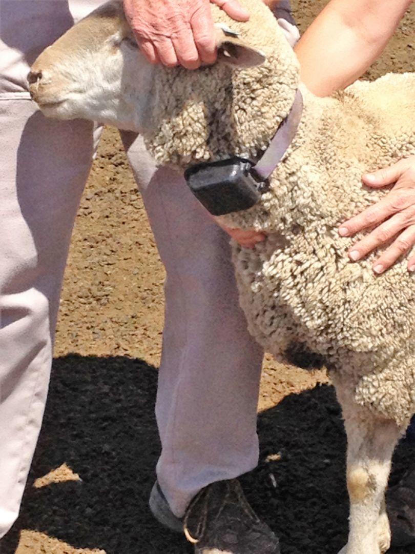 South African sheep wearing location and activity tracking transponder.