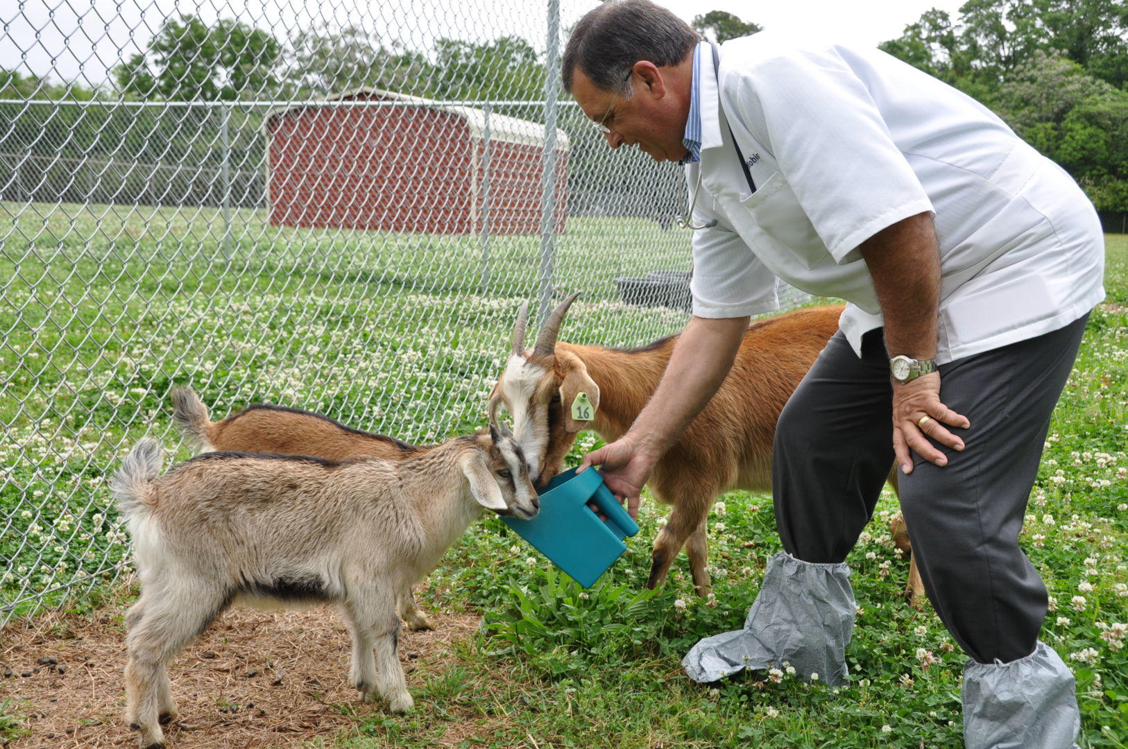 Dr. Seyedmehdi Mobini takes time to feed members of the goat herd on campus.