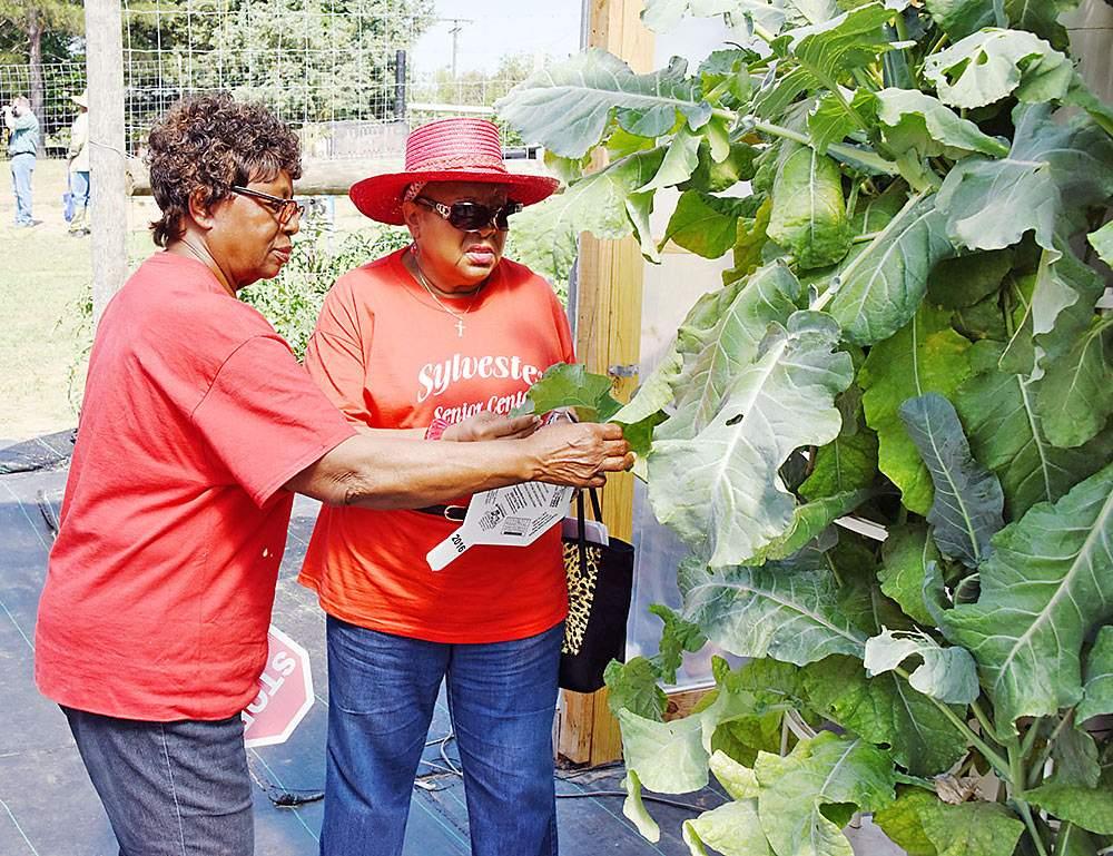 Sylvester_2_.jpg  Flossie Hill (left) and Alice Milton (right) of Sylvester inspect purple cauliflower plants grown hydroponically in a hoop house during the Farm and Field Day at the Village Community Garden in Sylvester May 10.
