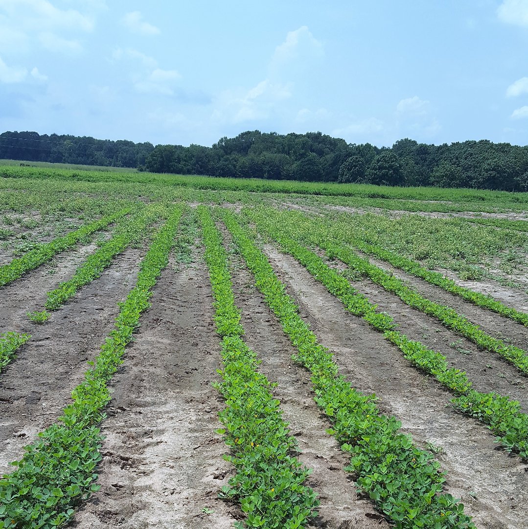 Research at Fort Valley State University is bringing technology and science-based solutions to peanut growers’ fields to increase the quality and yield of the crop.