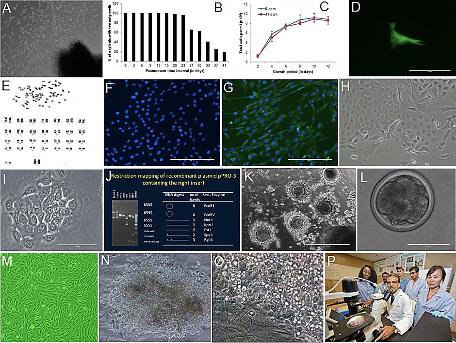 Several images depicting activities in Dr. Singh's animal biotechnology lab (from top left): A). outgrowth of cells from tissues. B). recovery of live cells up to 41 days after animal death. C). growth profile of recovered cells. D). GFP gene expression in recovered cells. E). normal karyotype. F &G). DAPI and vimentin staining. H&I). mammary epithelial cells. J). restriction map of pPRO-3 plasmid. K). in vitro fertilization in livestock. L). in vitro produced embryo. M). a fibroblast cell line established in the lab. N&O). giPSCs developed. P). animal biotechnology team in the lab at FVSU.