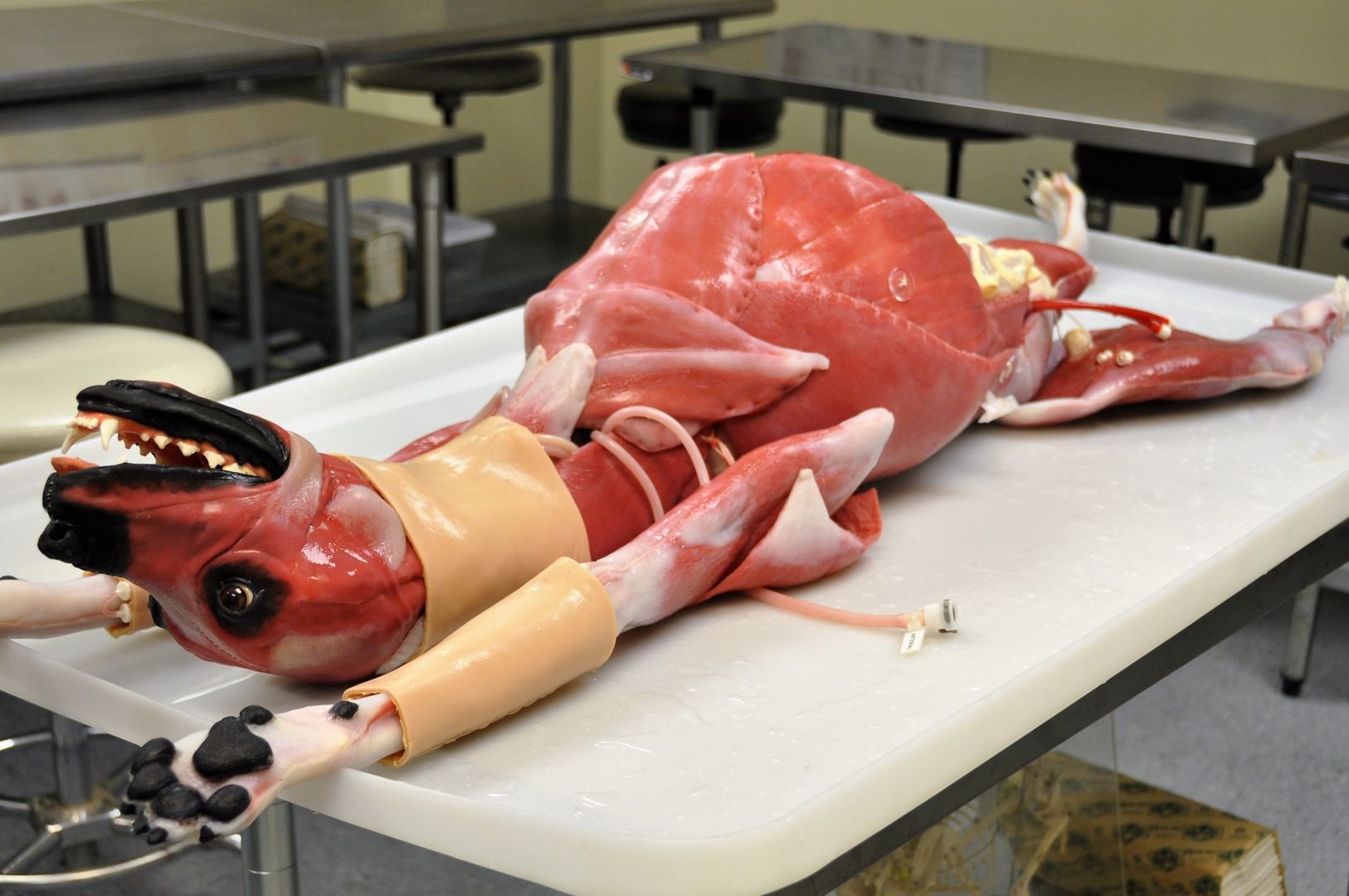 This synthetic canine cadaver, lying on an examination table, weighs 45 pounds and is made of water, fibers and salts.