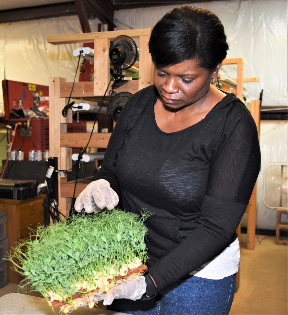 Keita Dawson and her family grow various microgreens such as parsley, garlic chives and cilantro.