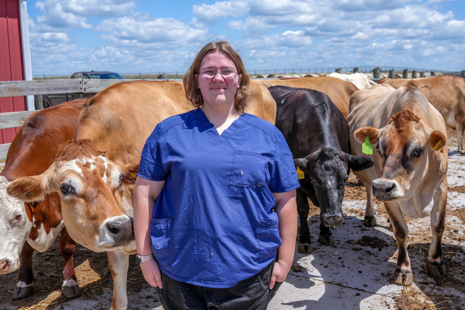 Absher cares for cows during her internship in Ames, Iowa.