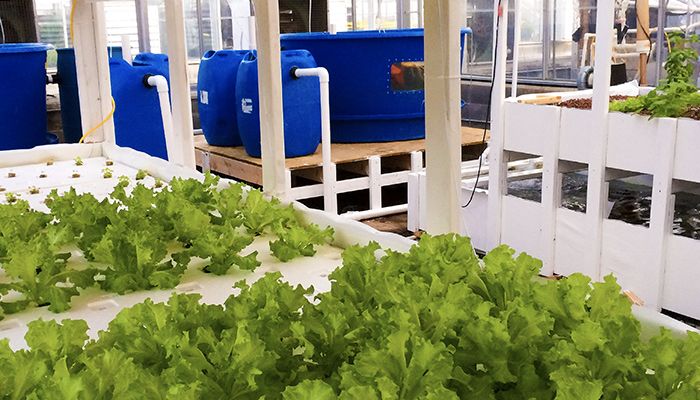 plants growing in an aquaponic system with water tanks in the background.