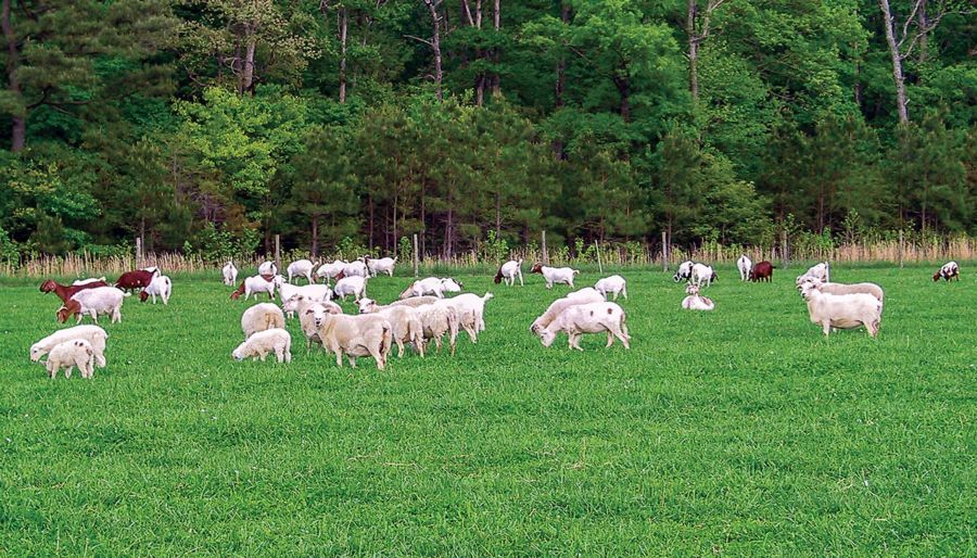 goats grazing on a green grass field.