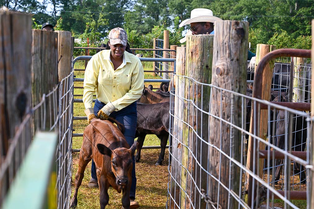 Cattle production workshop attendee with a calf.
