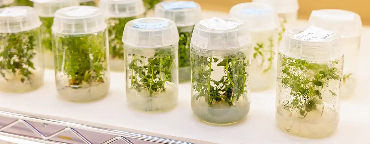 A row of plant tissue samples in covered beakers.