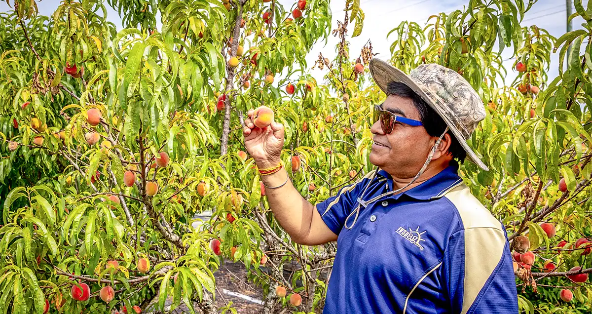Dr. Bipul Biswas smiles while inspecting a peach from the on campus orchard.