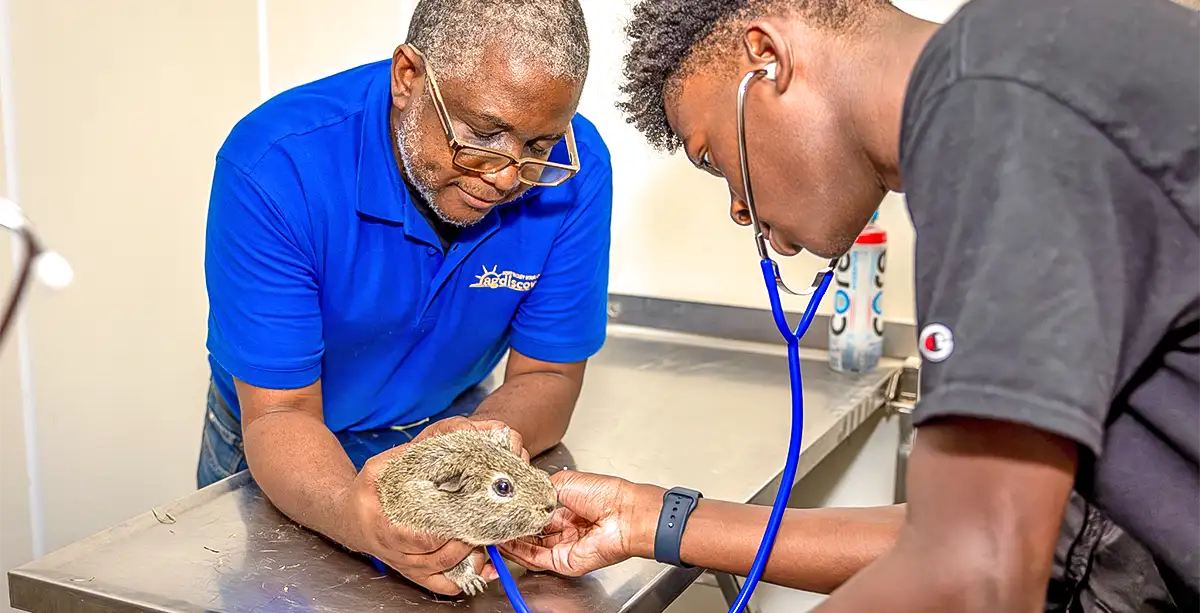Dr. Saul Mofya assists student examining a small mammal with a stethoscope.