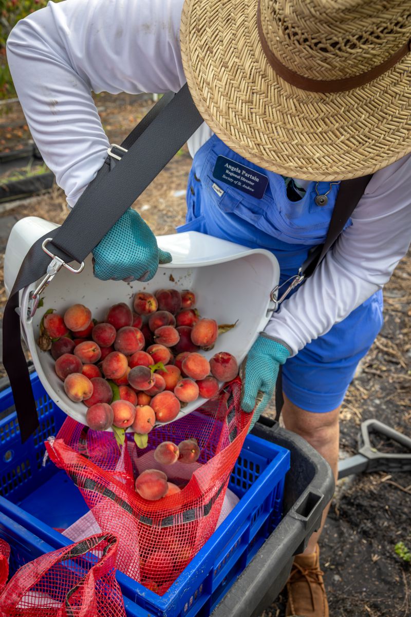 Angela Partain of the Society of St. Andrew pours a bucket of freshly picked peaches into a sack.