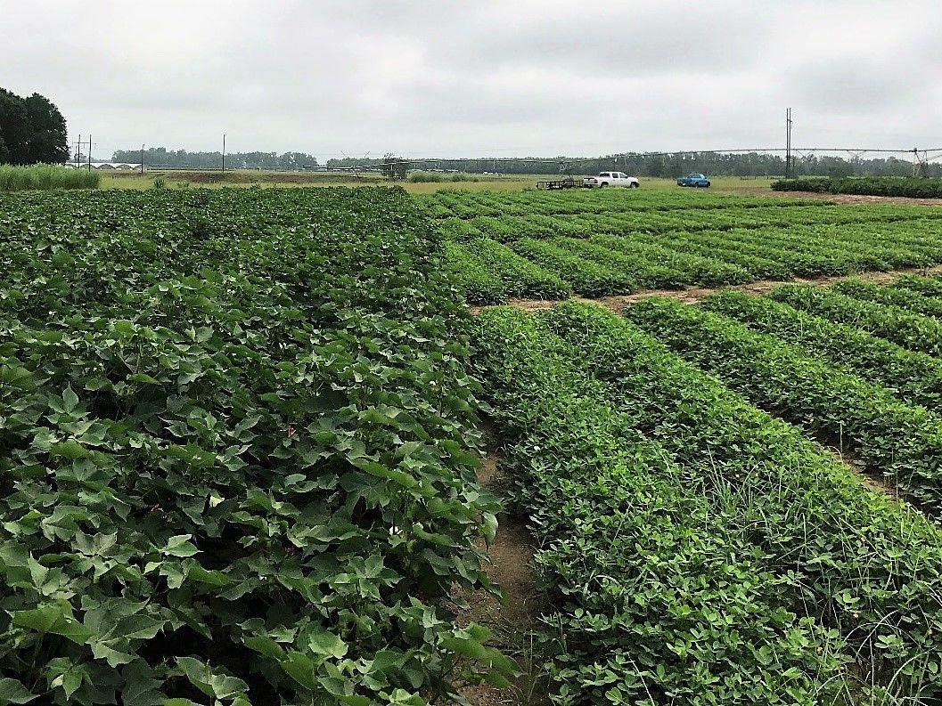 Experimental research plot at Fort Valley State University with cotton and peanut planted for winter cover crop studies.