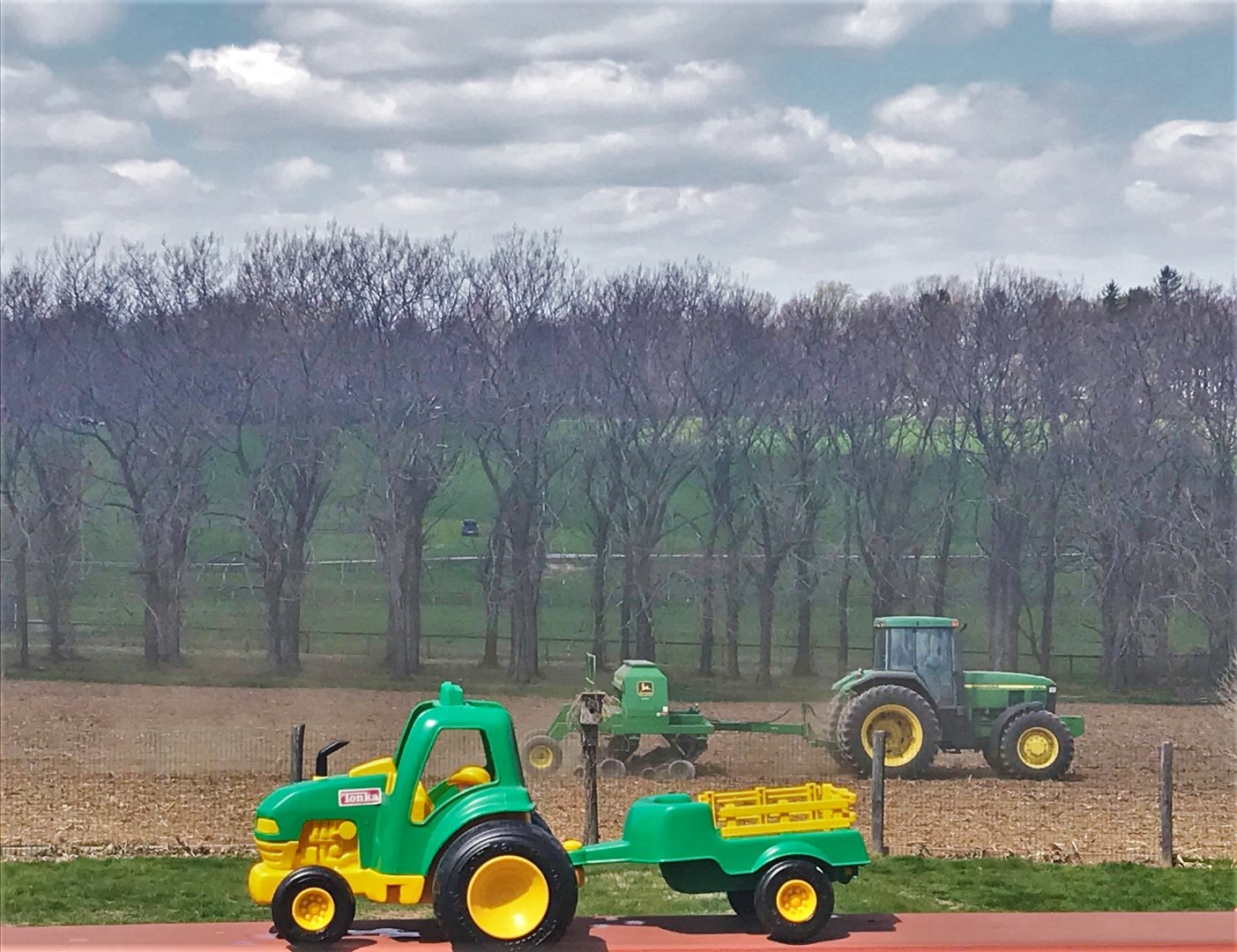 About 140 paulownia trees sit in the lower portion of the Wait & See Farm.