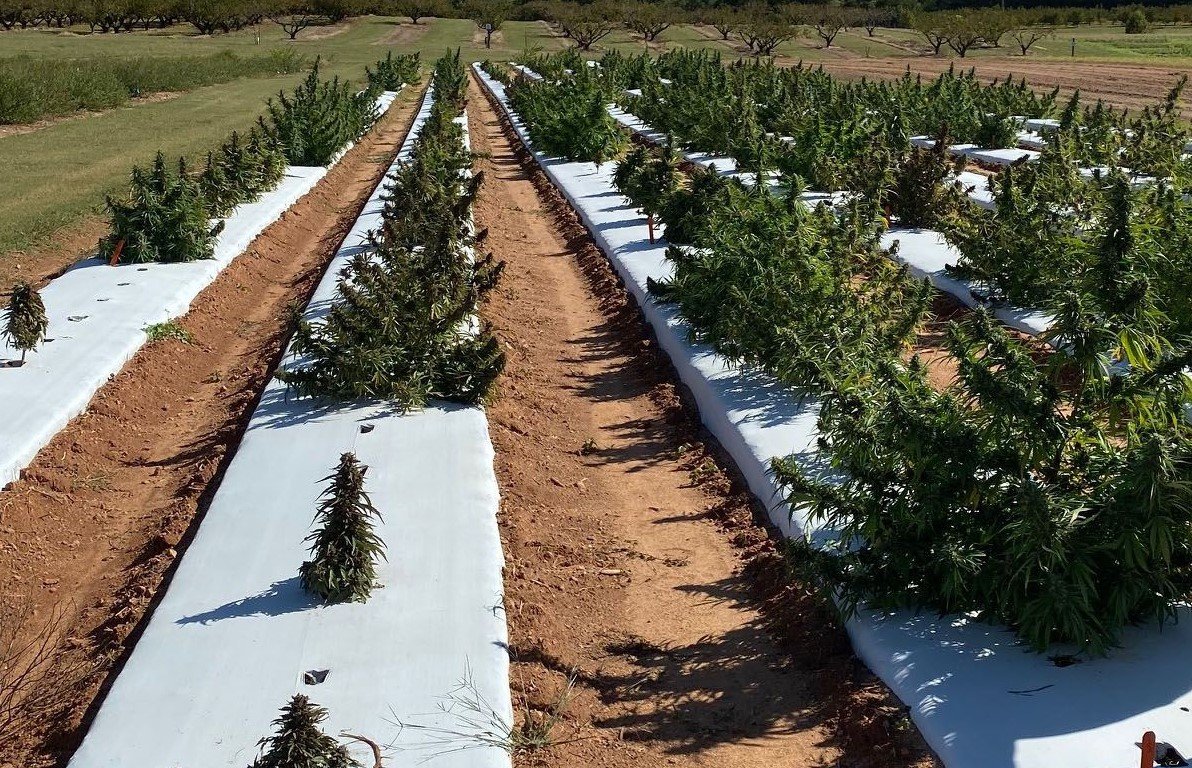 Pictured are rows of Hemp growing at the University of Georgia's Industrial Hemp Field in Watkinsville, Georgia